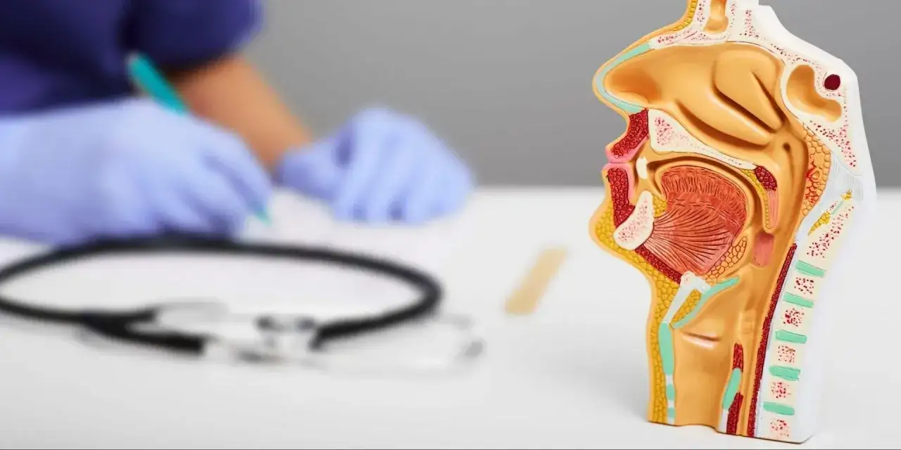 Model anatomiczny gardła i krtani, symbolizujący przygotowania do operacji głosu. Lekarz w tle notuje.